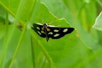Anania funebris