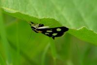 Anania funebris