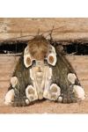 Thyatira batis