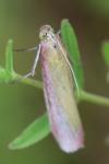 Oncocera semirubella