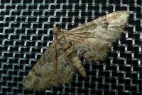 Gymnoscelis rufifasciata