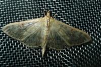 Patania ruralis