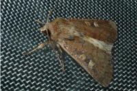 Xestia xanthographa