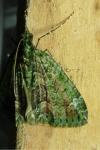 Chloroclysta siterata