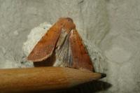 Agrochola lychnidis