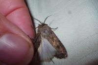 Agrotis segetum