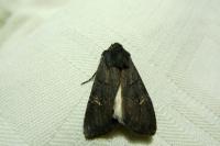 Aporophyla nigra