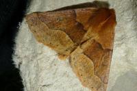 Crocallis tusciaria