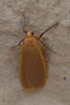 Katha depressa