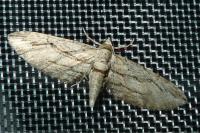Eupithecia phoeniceata