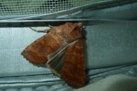 Eupsilia transversa