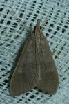 Mecyna asinalis