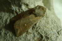 Mythimna albipuncta