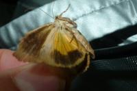 Noctua janthe