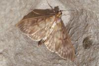 Patania ruralis