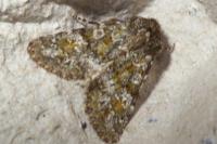 Polymixis lichenea