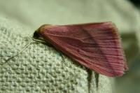 Rhodometra sacraria