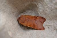 Agrochola lychnidis
