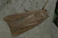 Mythimna unipuncta