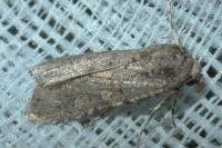 Spodoptera exigua