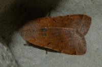Agrochola lychnidis