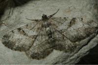 Peribatodes rhomboidaria rhomboidaria