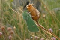 Calamia tridens