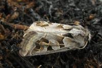 Episema glaucina