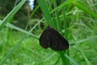 Odezia atrata
