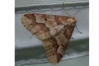 Erannis defoliaria