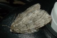 Epirrita