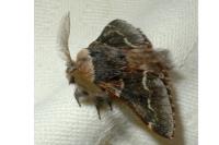 Poecilocampa populi populi