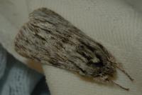 Asteroscopus sphinx