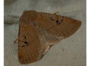 Conistra rubiginosa