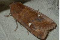 Eupsilia transversa