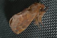 Ptilophora plumigera