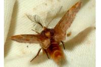 Ptilophora plumigera