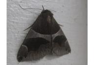 Dysgonia algira