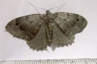 Triphosa dubitata/tauteli