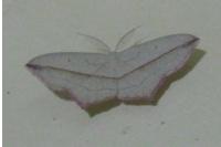 Timandra comae