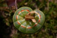 Xylena exsoleta