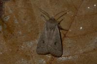 Orthosia cerasi
