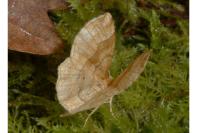 Cepphis advenaria