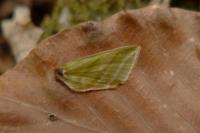 Pseudoips prasinanus