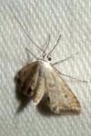 Cataclysta lemnata