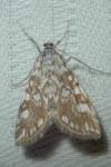Elophila nymphaeata