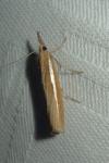 Agriphila tristella