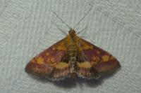 Pyrausta aurata