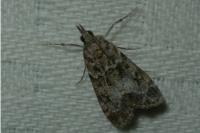 Eudonia mercurella