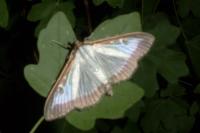 Cydalima perspectalis